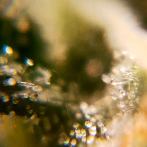 🌱Auto Gagarin 🌱 growlog photo: zoom x60