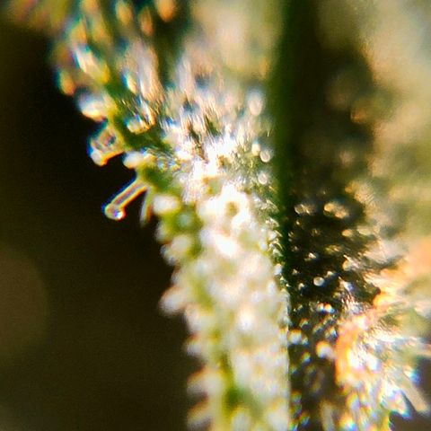 🌱Auto Gagarin 🌱 growlog photo: zoom x60