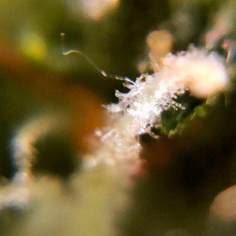 🌱Auto Gagarin 🌱 growlog photo: zoom x60