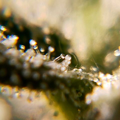 🌱Auto Gagarin 🌱 growlog photo: zoom x60