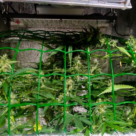 🌱Auto Gagarin 🌱 growlog photo: багато кввтів