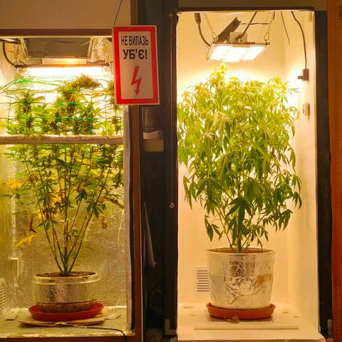 🌱Auto Gagarin 🌱 growlog photo: мої бокси) 