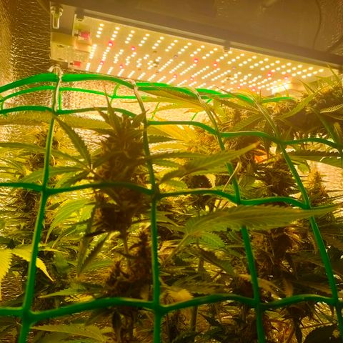 🌱Auto Gagarin 🌱 growlog timeline photo