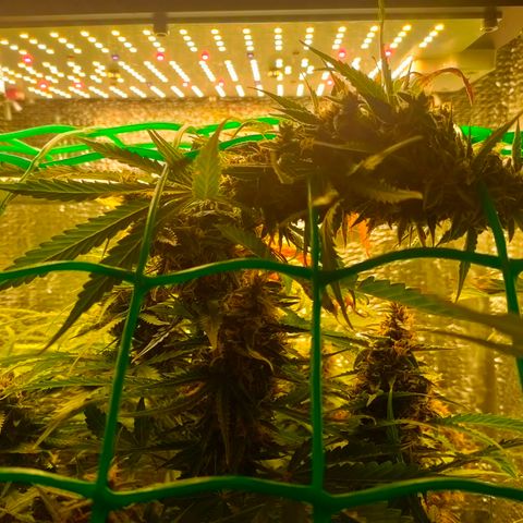 🌱Auto Gagarin 🌱 growlog timeline photo