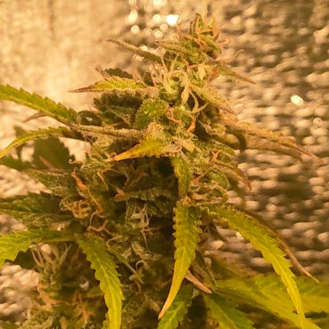 🌱Auto Gagarin 🌱 growlog timeline photo