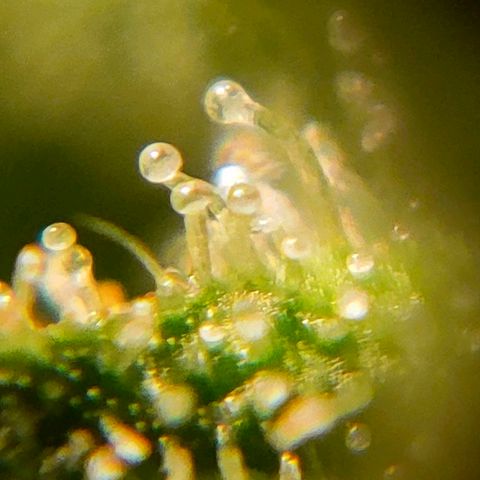 🌱Auto Gagarin 🌱 growlog photo: красуня
