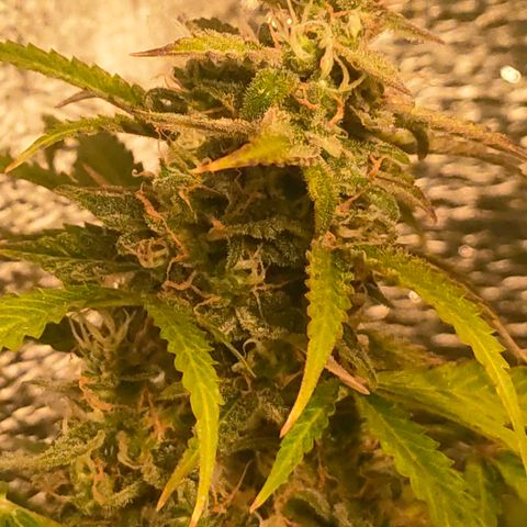 🌱Auto Gagarin 🌱 growlog photo: красуня