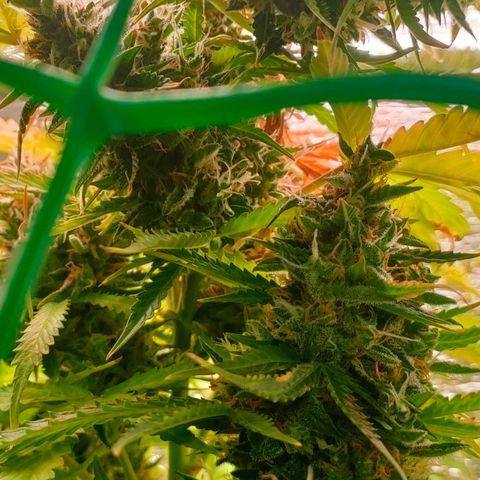 🌱Auto Gagarin 🌱 growlog timeline photo