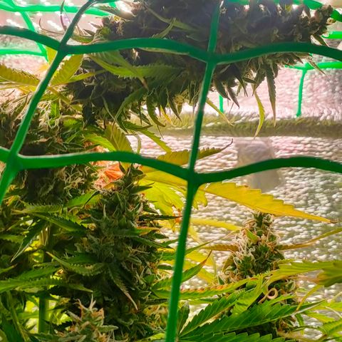 🌱Auto Gagarin 🌱 growlog timeline photo