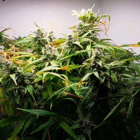🌱Auto Gagarin 🌱 growlog timeline photo