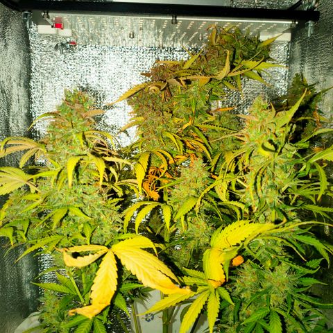 🌱Auto Gagarin 🌱 growlog photo: final...