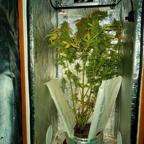 🌱Auto Gagarin 🌱 growlog photo: final...