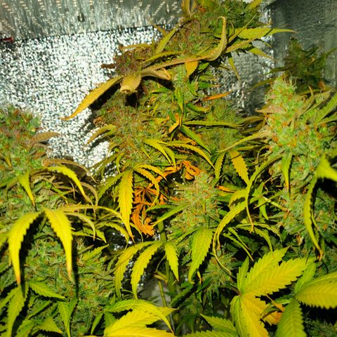 🌱Auto Gagarin 🌱 growlog photo: яка вага?))