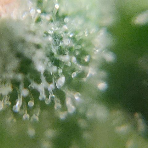 🌱Auto Gagarin 🌱 growlog photo: майже готова