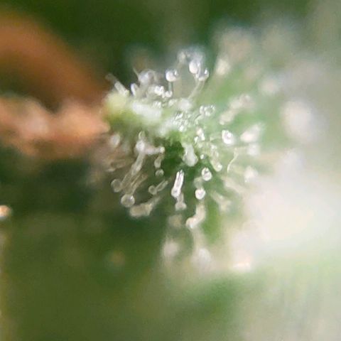 🌱Auto Gagarin 🌱 growlog photo: майже готова