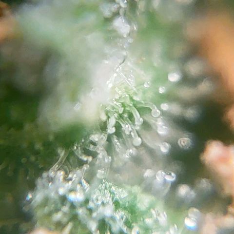 🌱Auto Gagarin 🌱 growlog photo: майже готова