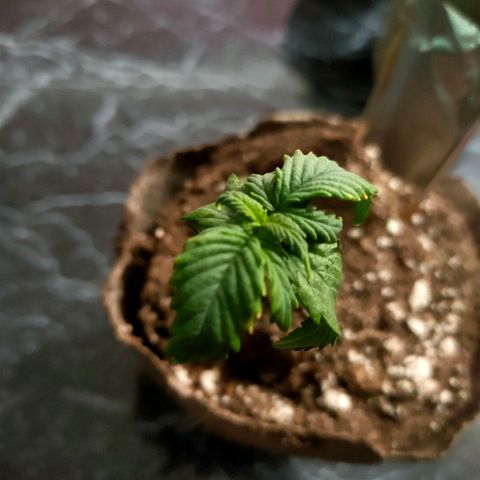 👽Amnesia Haze👽 growlog timeline photo