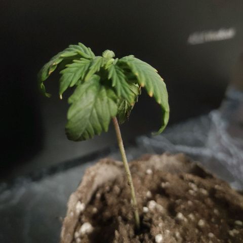 👽Amnesia Haze👽 growlog timeline photo