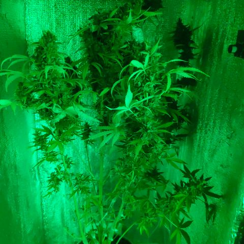 🌱Auto Gagarin 🌱 growlog photo: перед харвом
