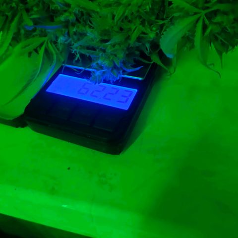 🌱Auto Gagarin 🌱 growlog photo: центр кола