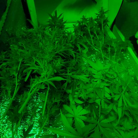 🌱Auto Gagarin 🌱 growlog photo: врожай 