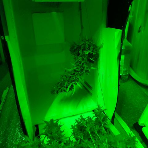 🌱Auto Gagarin 🌱 growlog photo: врожай 