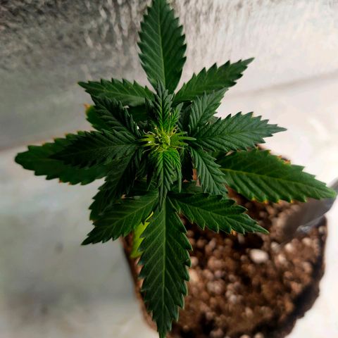 👽Amnesia Haze👽 growlog timeline photo