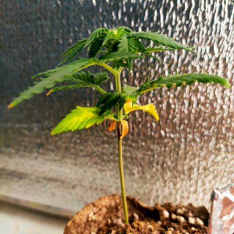 👽Amnesia Haze👽 growlog timeline photo