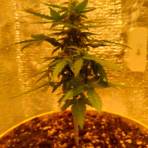 👽Amnesia Haze👽 growlog timeline photo