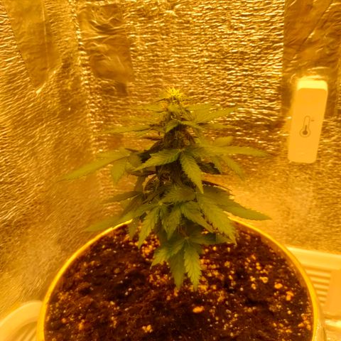 👽Amnesia Haze👽 growlog timeline photo