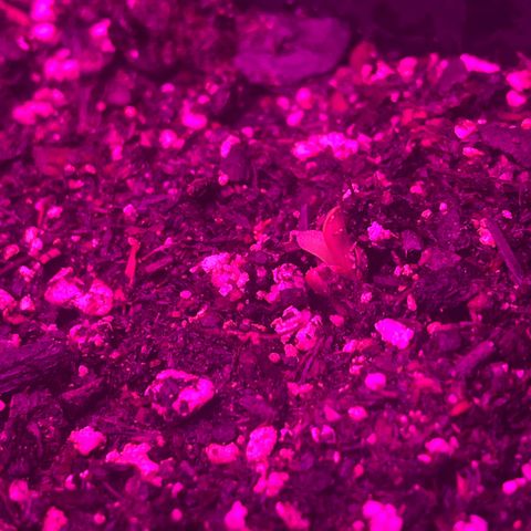 PBC Auto growlog timeline photo