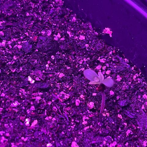 PBC Auto growlog timeline photo