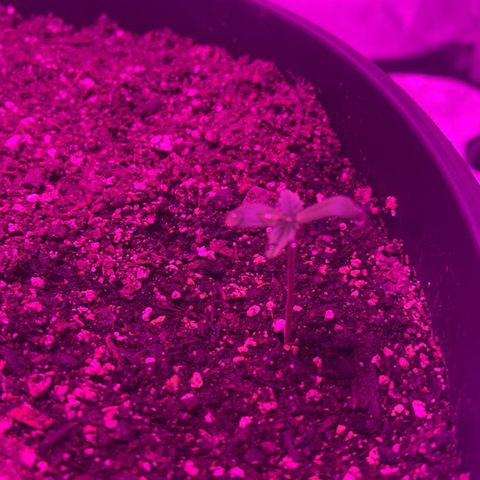 PBC Auto growlog timeline photo