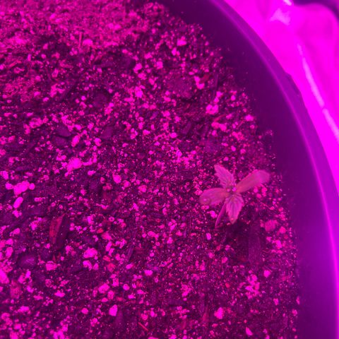 PBC Auto growlog timeline photo