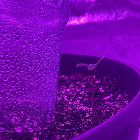 PBC Auto growlog timeline photo