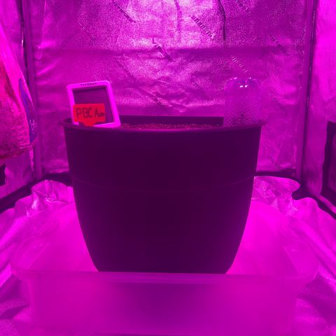PBC Auto growlog timeline photo