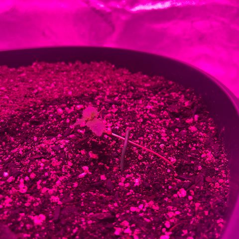 PBC Auto growlog timeline photo