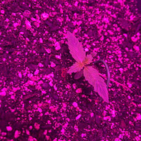 PBC Auto growlog timeline photo