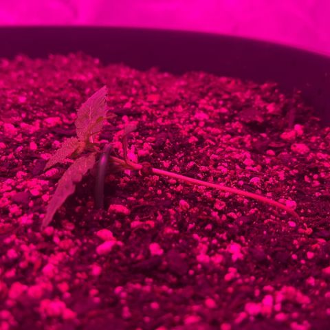 PBC Auto growlog timeline photo