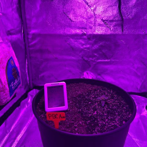 PBC Auto growlog timeline photo