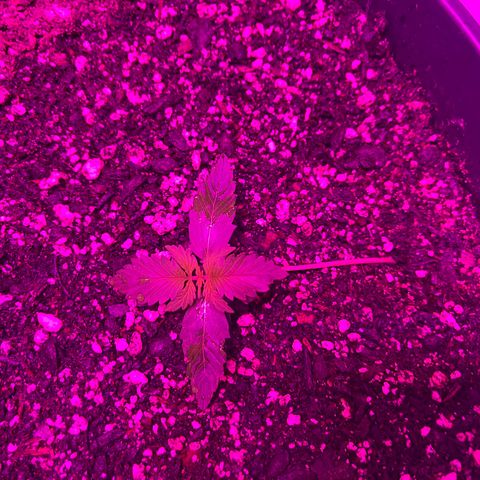 PBC Auto growlog timeline photo