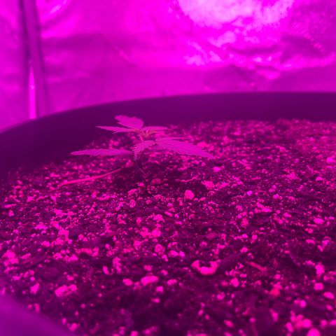 PBC Auto growlog timeline photo