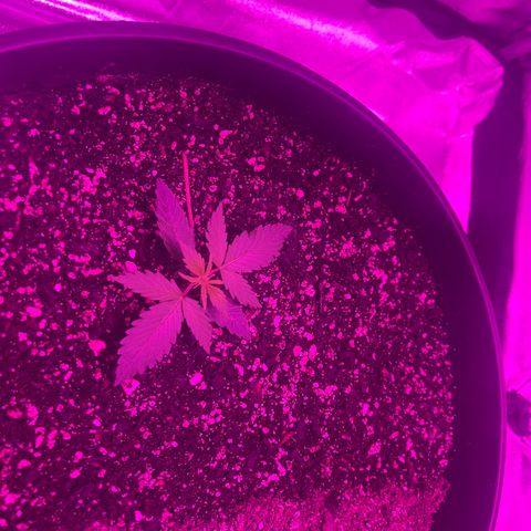 PBC Auto growlog timeline photo