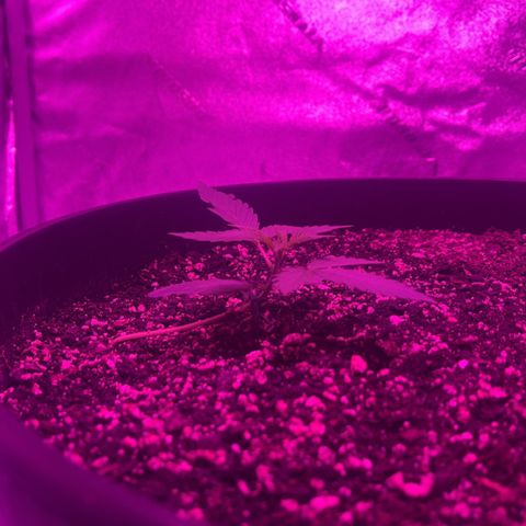 PBC Auto growlog photo: She is looking great!