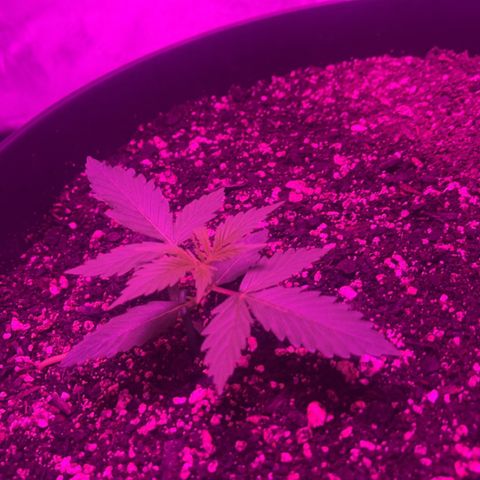 PBC Auto growlog photo: She is looking great!
