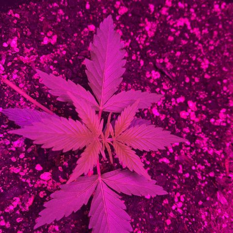 PBC Auto growlog timeline photo