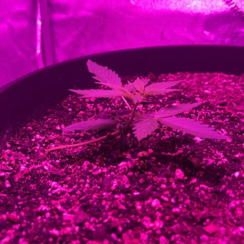 PBC Auto growlog timeline photo