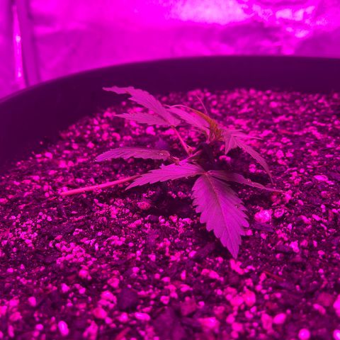 PBC Auto growlog timeline photo