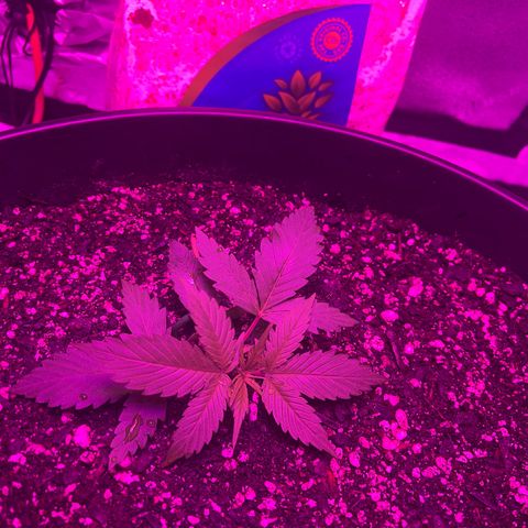 PBC Auto growlog timeline photo