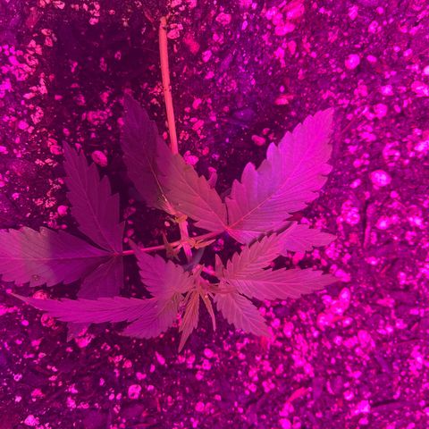 PBC Auto growlog timeline photo